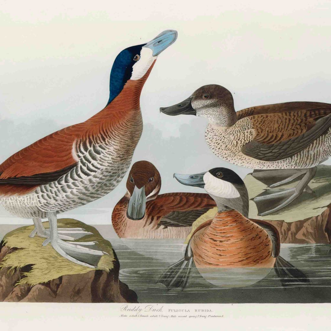 John James Audubon — Румяная утка (тарелка CCCXLIII) Fuligula rubida