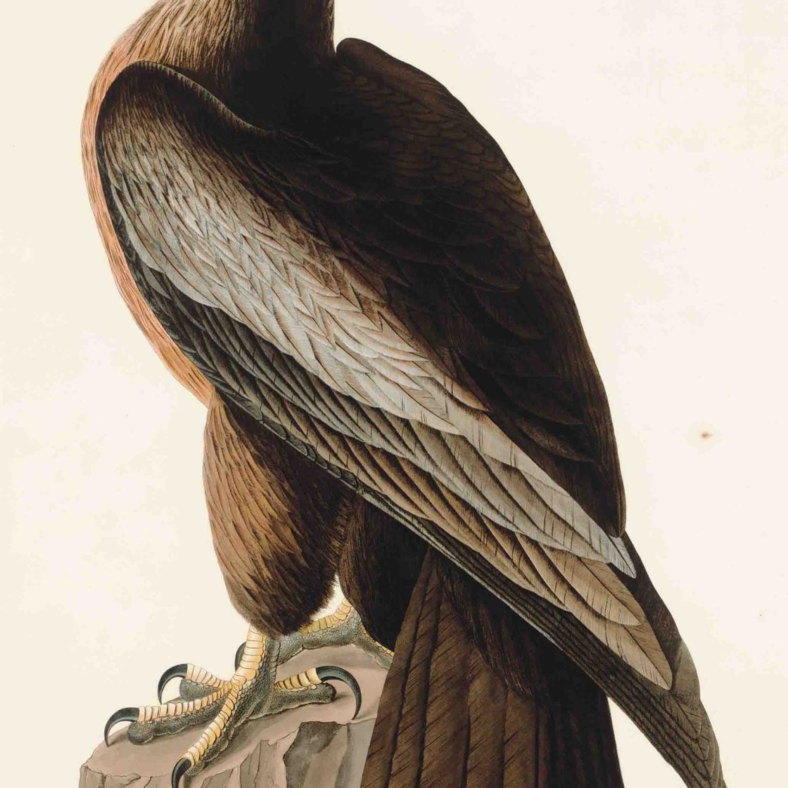John James Audubon — Птица Вашингтона или Большой американский морской орел (фото 11) Falco washingtonienis, вариант 1