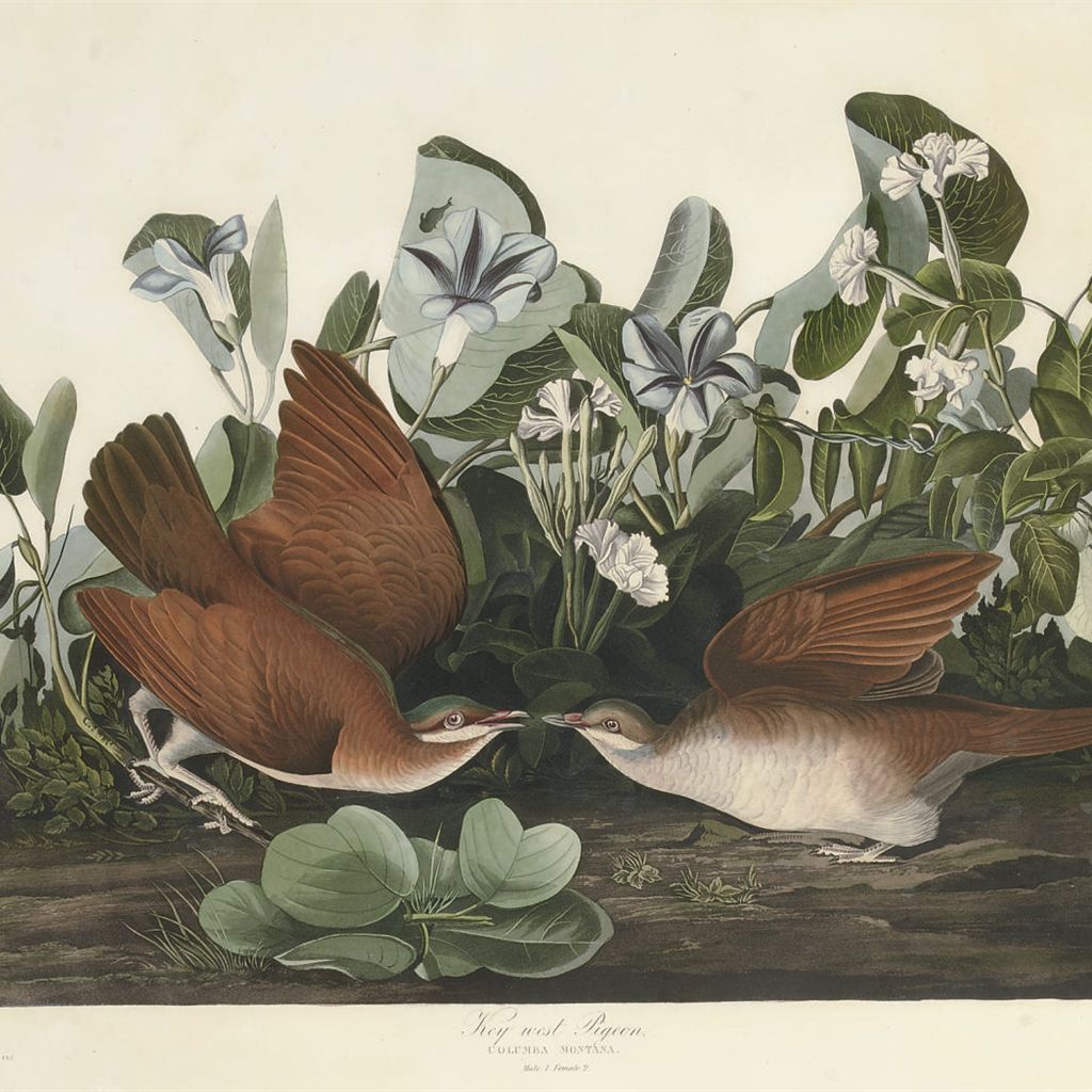John James Audubon — Голубь Ки-Уэст (фото CLXVII) Columba montana