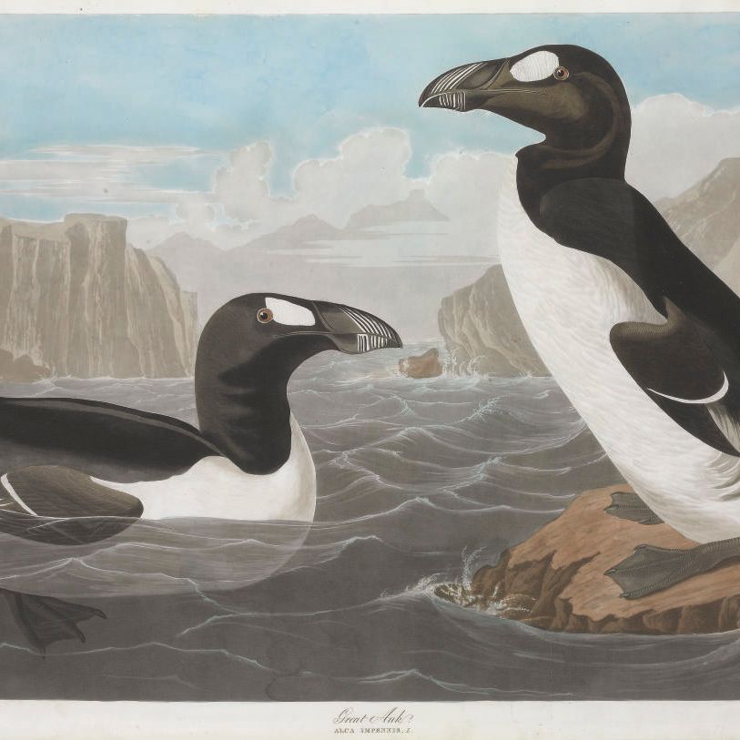 John James Audubon — Большая гагарка (тарелка CCCXLI) Alca impennis