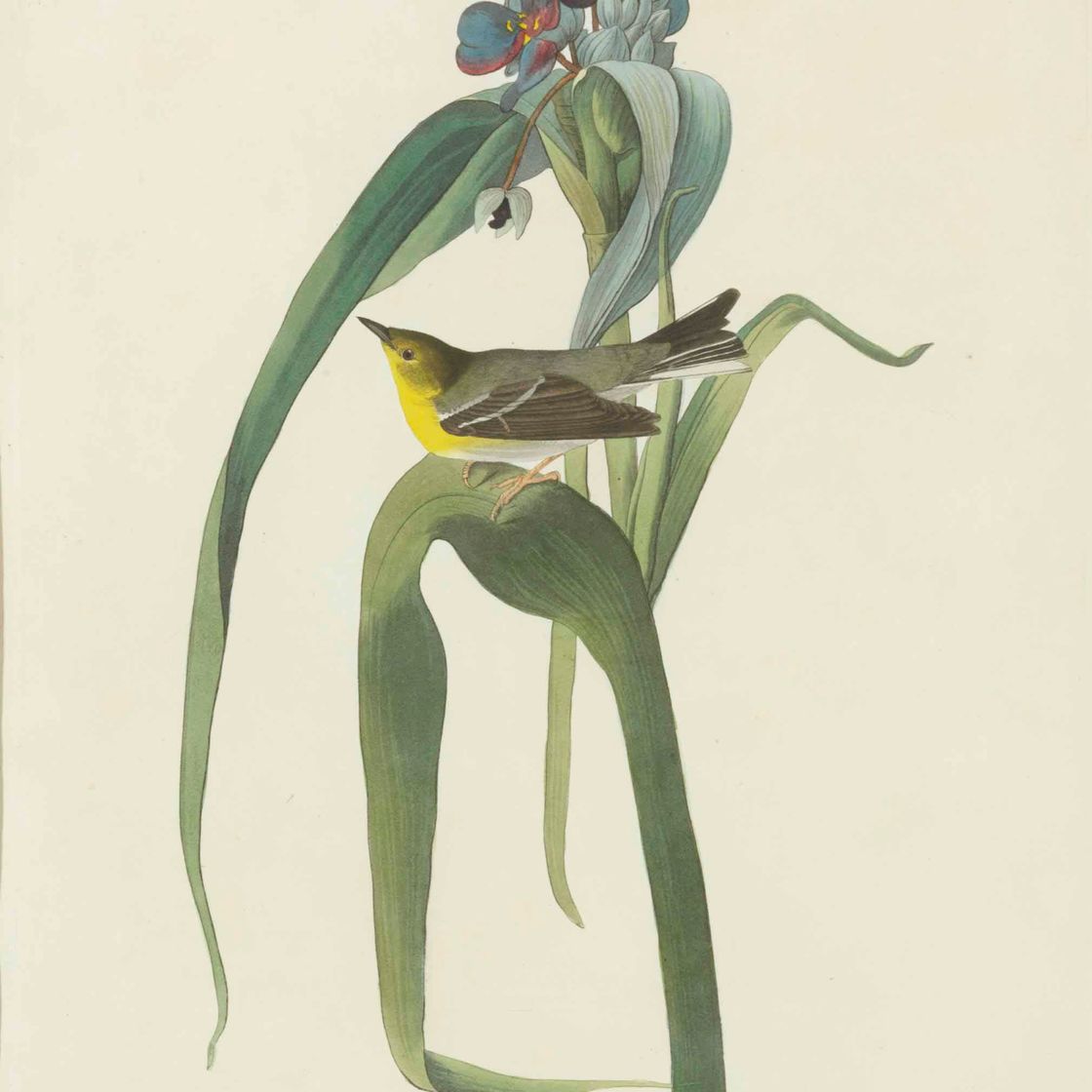 John James Audubon — Камышевка Вигорса (фото XXX) Sylvia Vigorsii, вариант 2