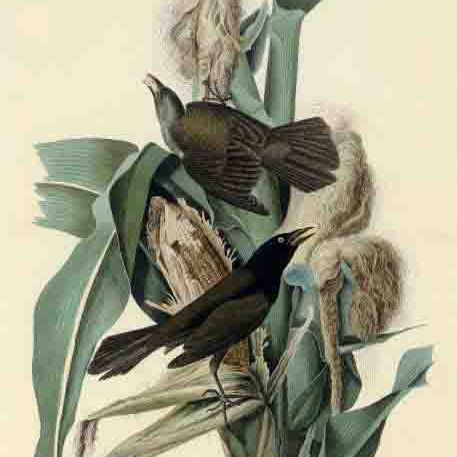 John James Audubon — Пурпурный гракль (фото VII) Quiscalus versicolor, вариант 1