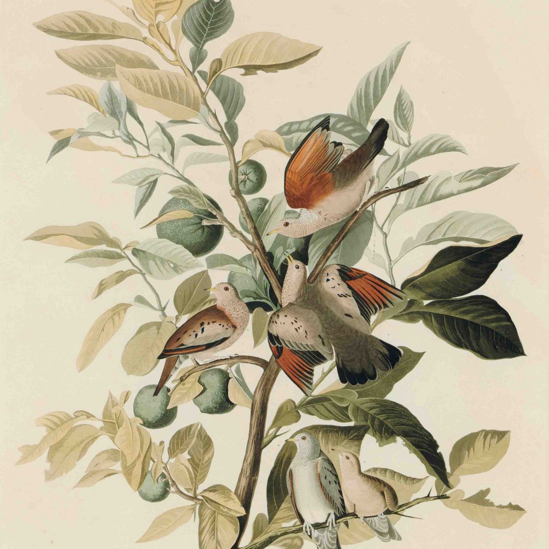John James Audubon — Земляной голубь (пластинка CLXXXII) Columba passerina