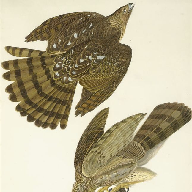 John James Audubon — Ястреб Стэнли (фото XXXVL) Falco stanleii