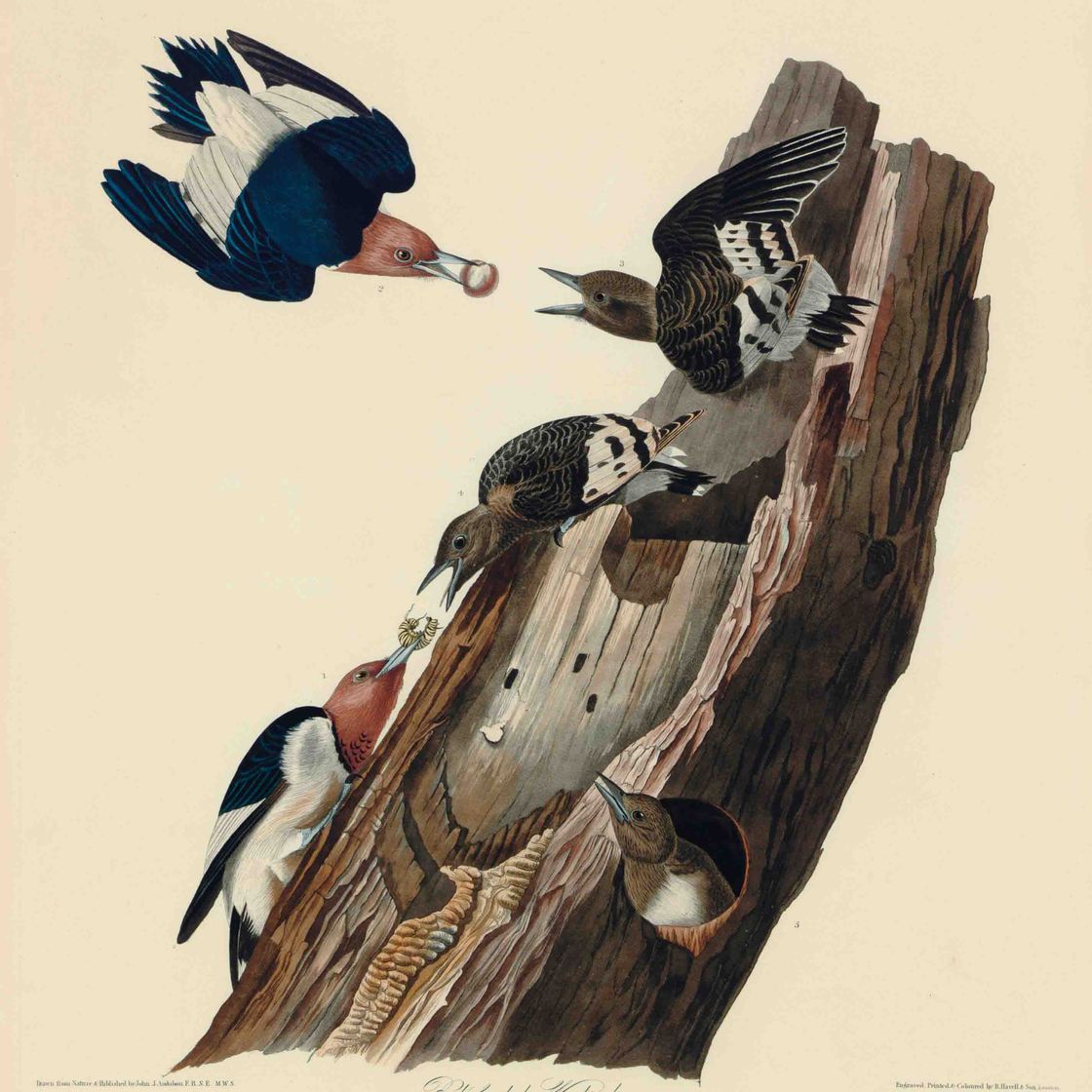 John James Audubon — Красноголовый дятел (фото 27) Picus erythrocephalus, вариант 1