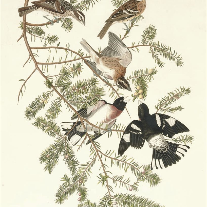 John James Audubon — Розовогрудый клювокрыл (пластинка CXXVII) Fringilla ludoviciana