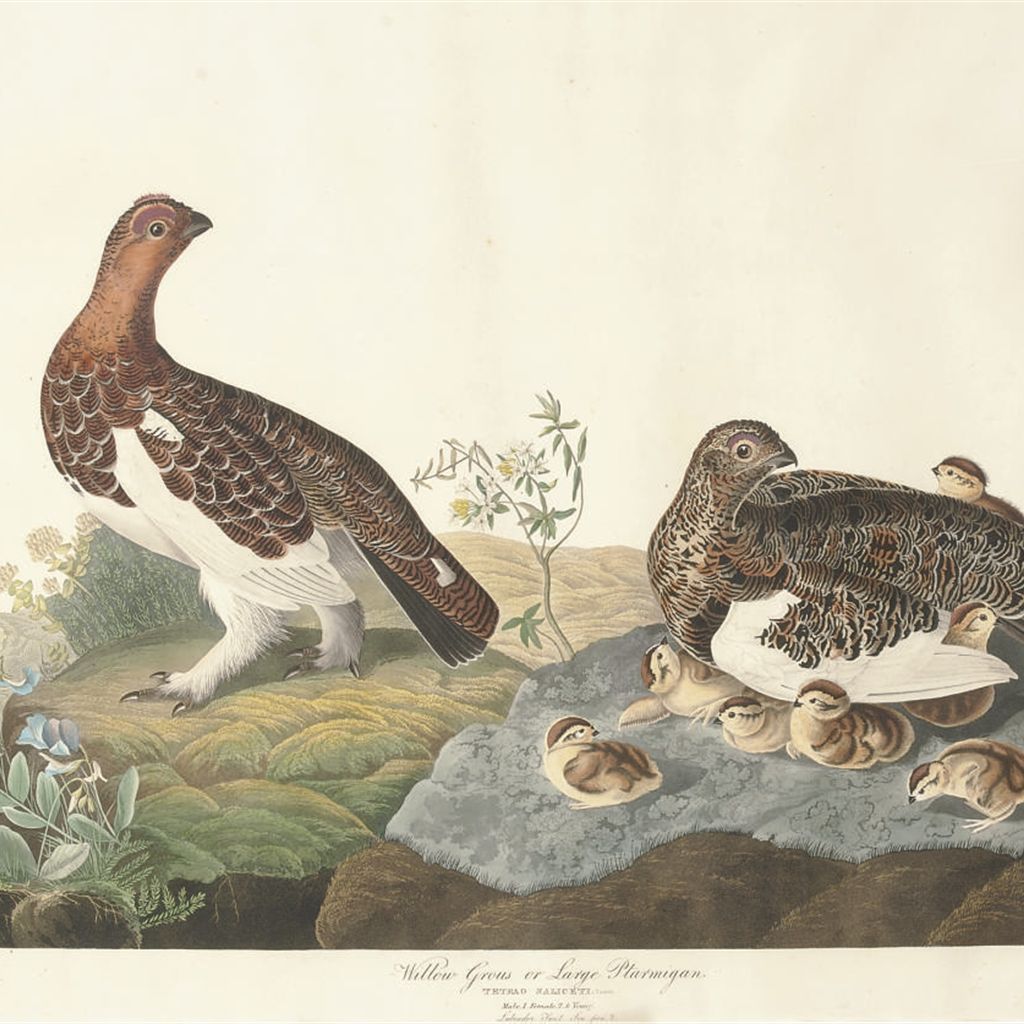 John James Audubon — Тетеревятник или Крупная куропатка (Plate CXCI) Tetrao saliceti Вариант 1