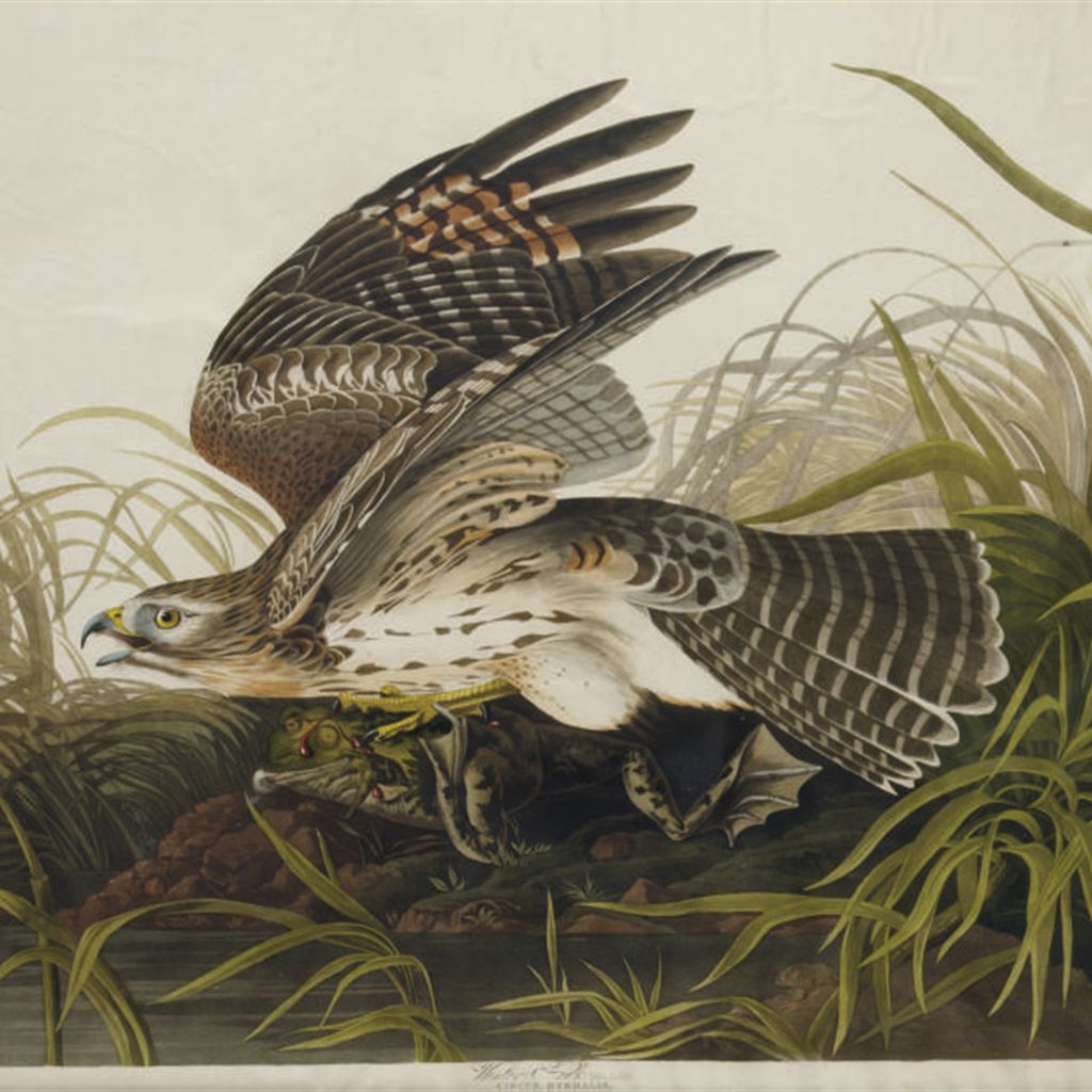 John James Audubon — Зимний ястреб (фото 71) Circus hyemalis, вариант 1