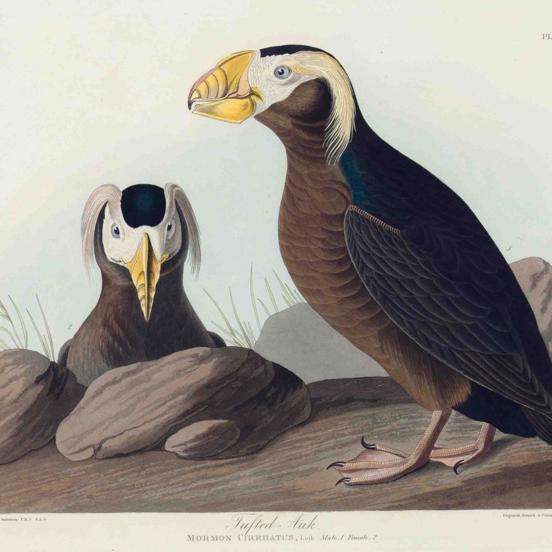 John James Audubon — Хохлатая гагарка (пластинка CCXLIX) Mormon cirrhatus, вариант 1