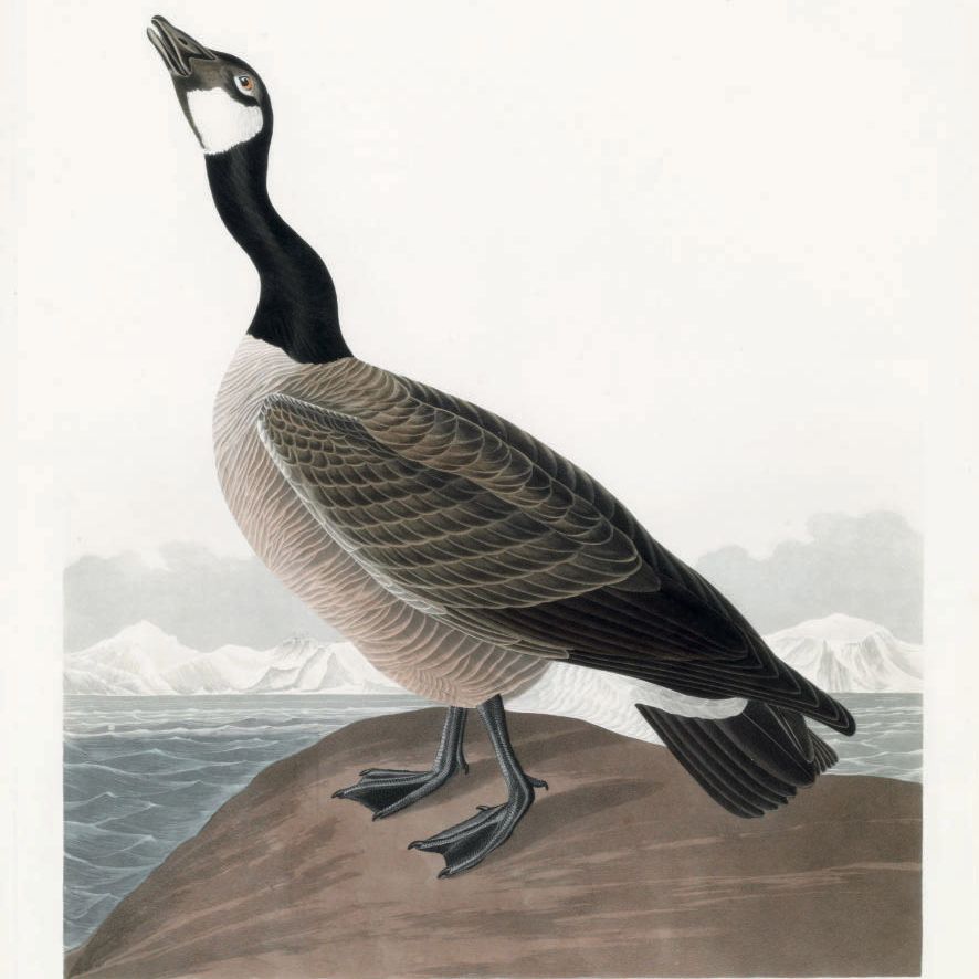 John James Audubon — Гусь-ракушка Хатчина (фото CCLXXVII) Anser hutchinsii