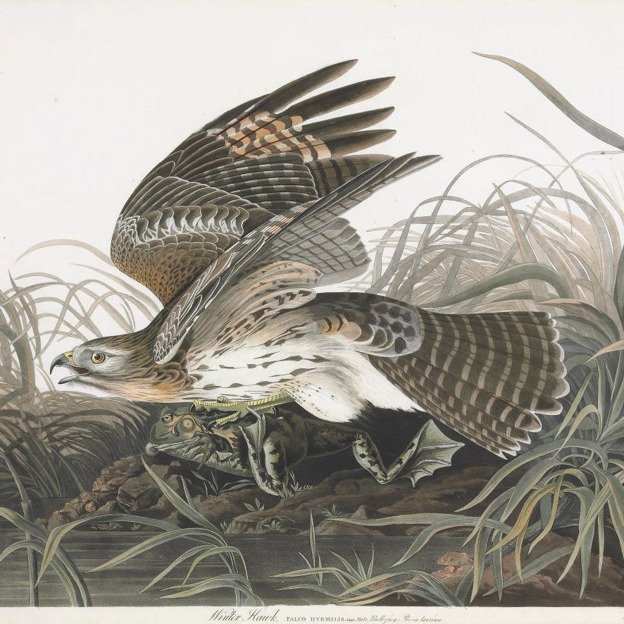 John James Audubon — Зимний ястреб (пластинка LXXI) Falco hyemalis, вариант 2