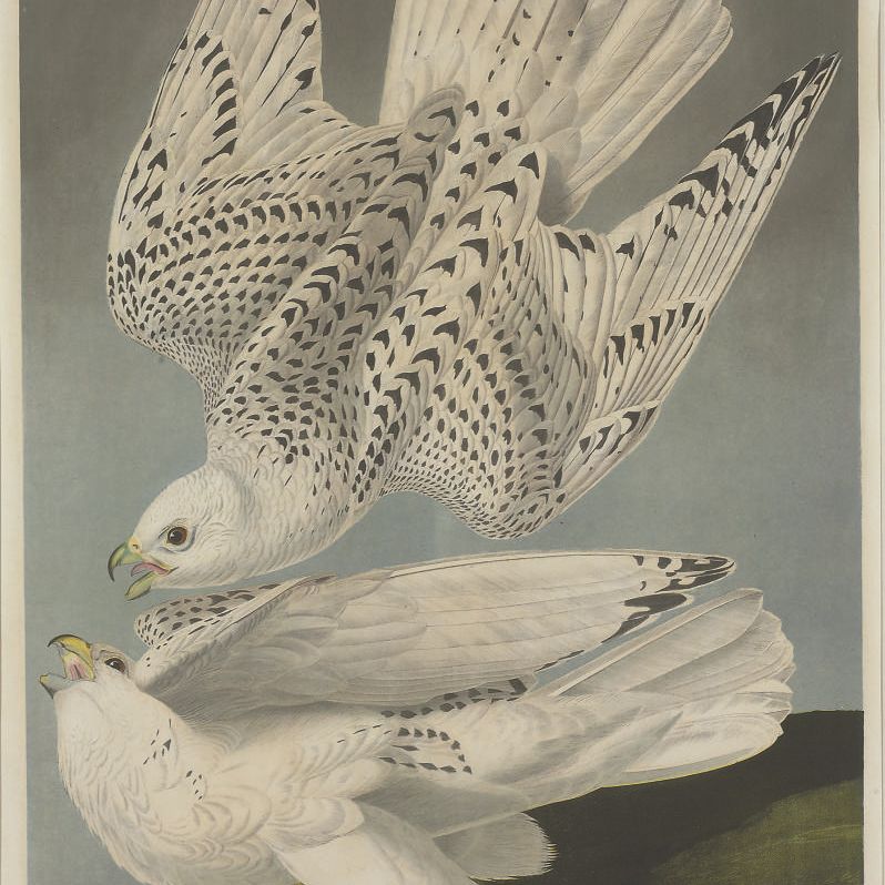 John James Audubon — Исландский сокол (фото 19) Falco islandicus