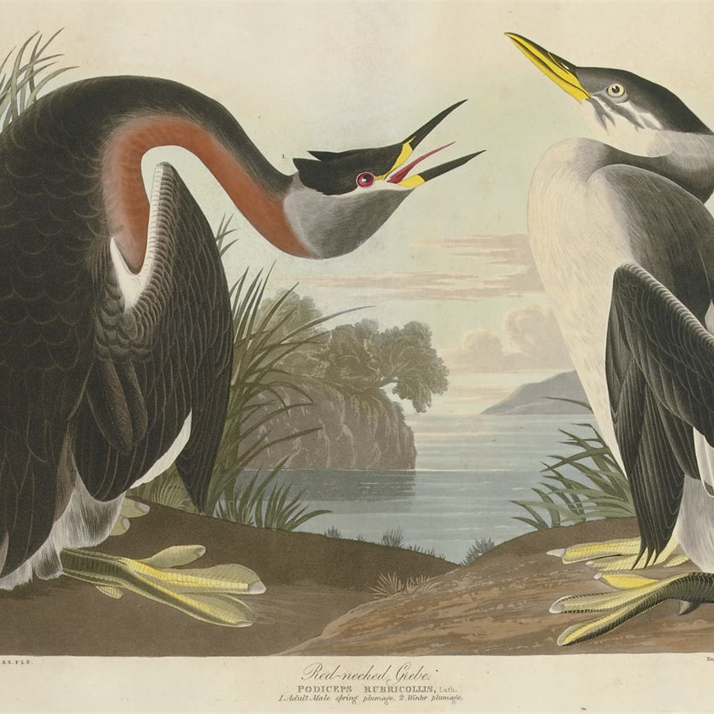 John James Audubon — Красношейная поганка (пластинка CCXCVIII) Podiceps rubricollis