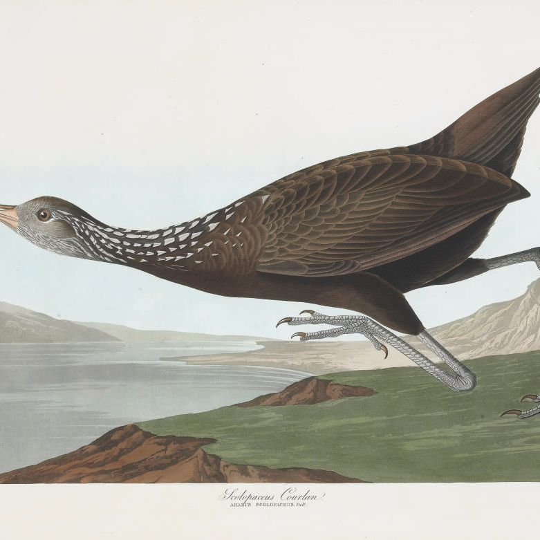 John James Audubon — Сколопас Курлана (пластинка CCCLXXVII) Aramus scolopaceus