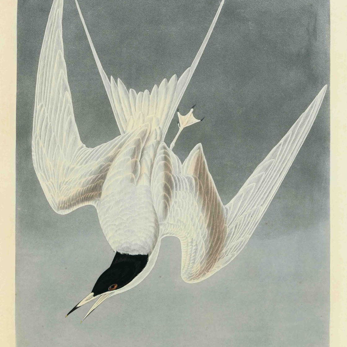 John James Audubon — Большая крачка (Plate CCCIX) Sterna hirundo
