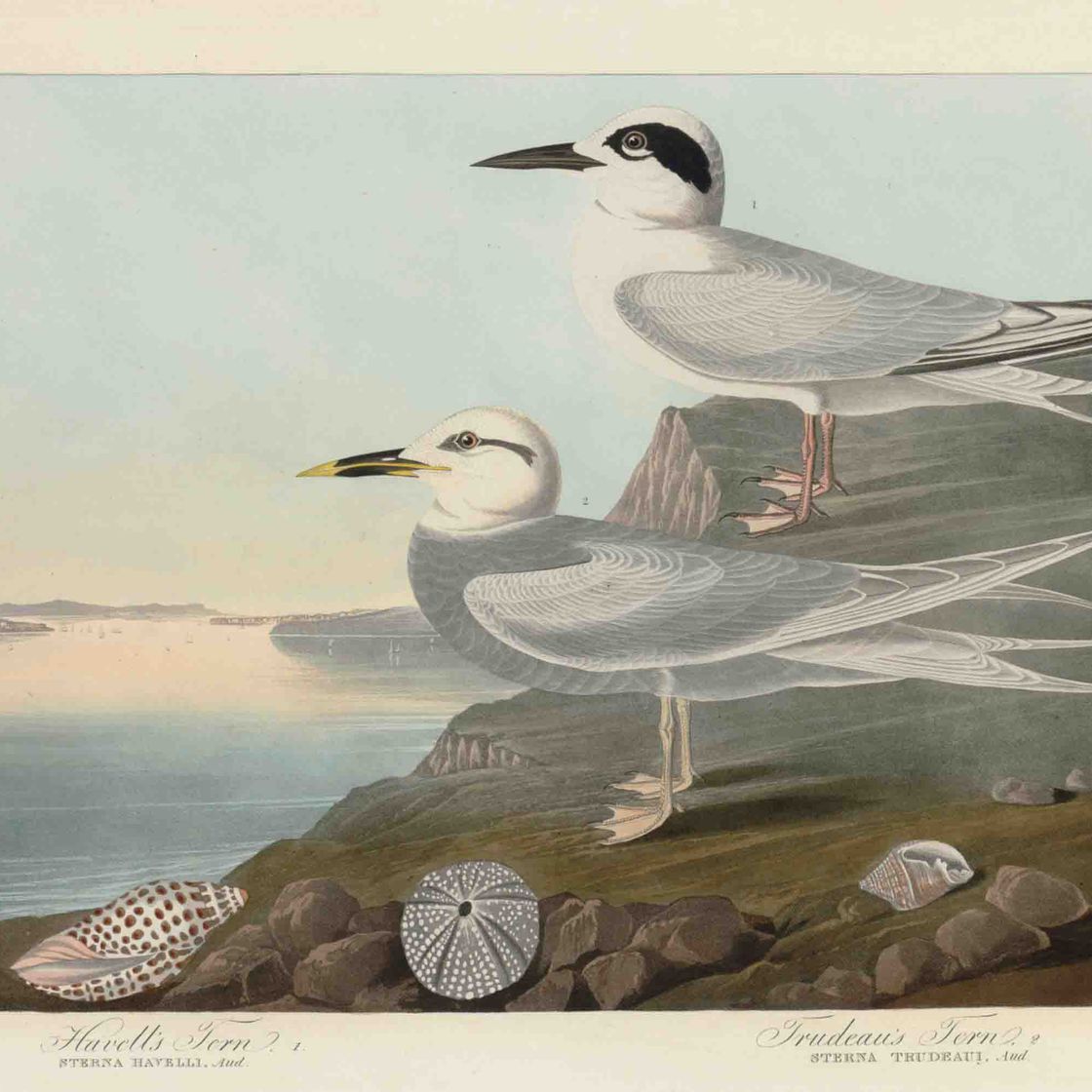 John James Audubon — Крачка Хавелла. Крачка Трюдо (на фото CCCCIX) Sterna havelli. Sterna trudeaui