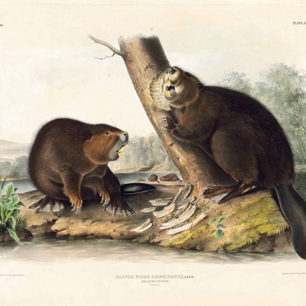 John James Audubon — Американский бобр (пластина XLVI) Castor fiber americanus