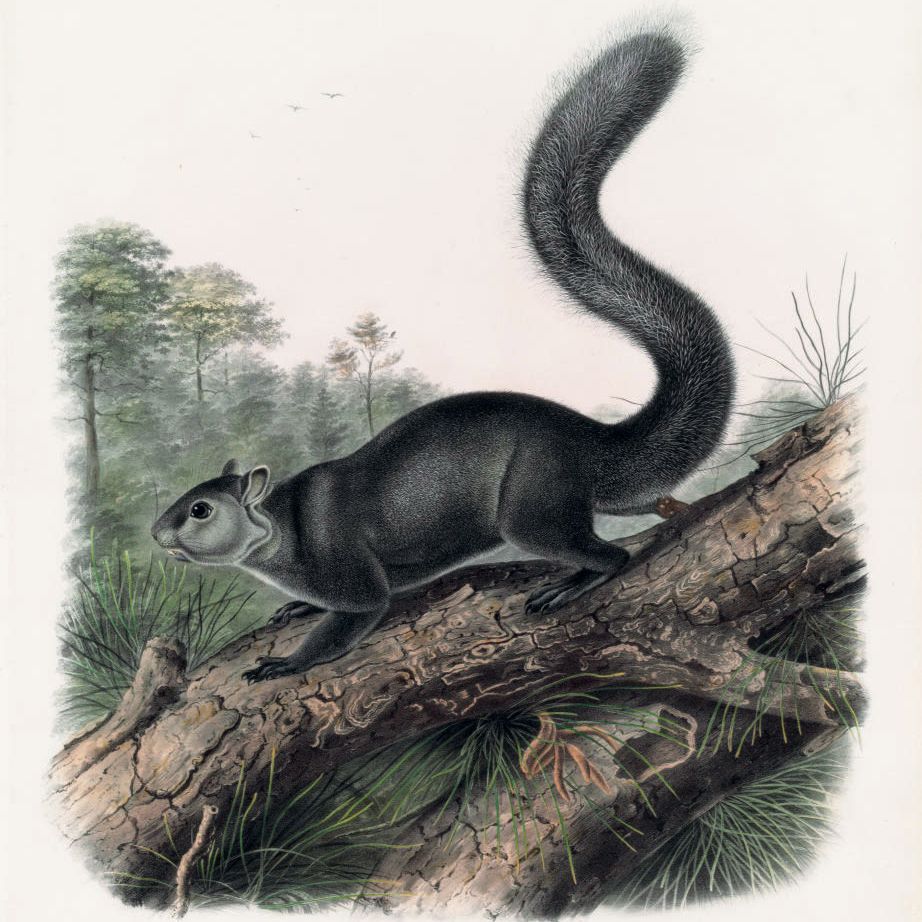 John James Audubon — Темная белка (пластинка CXVII) Sciurus nigrescens