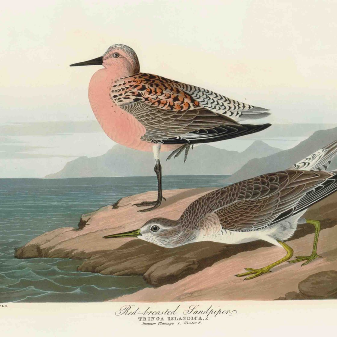 John James Audubon — Красногрудый кулик (фото CCCXV) Tringa islandica