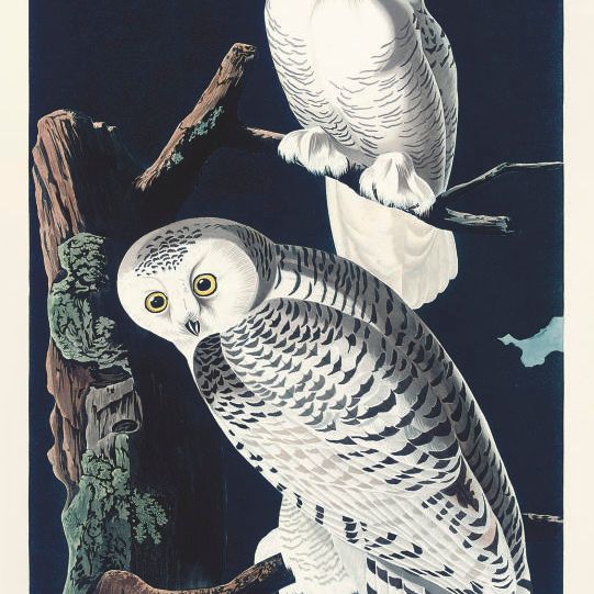 John James Audubon — Снежная сова - Nyctea scandiaca (пластинка CXXI)