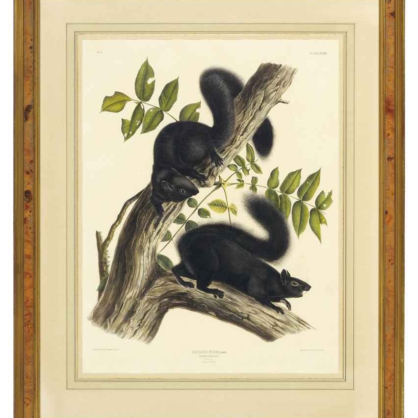 John James Audubon — Черная белка