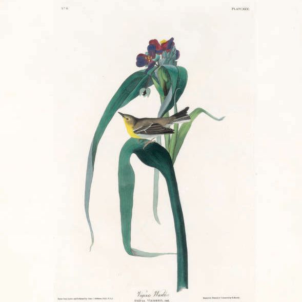 John James Audubon — Камышевка Вигора (фото XXX) Sylvia Vigorsii, вариант 2