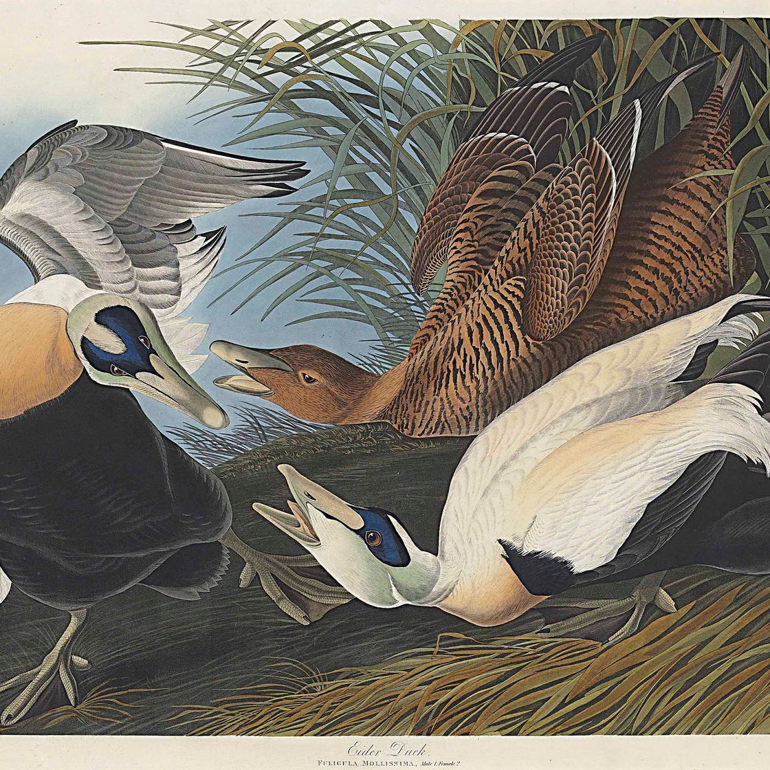 John James Audubon — Гагачья утка (тарелка CCXLVI) Fuligula Mollissima