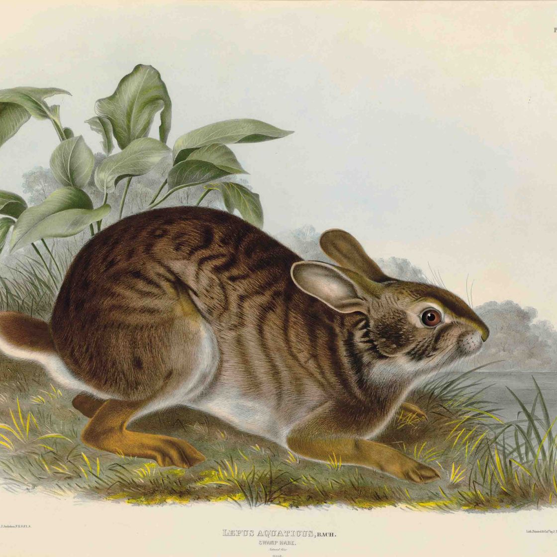 John James Audubon — Болотный заяц (фото XXXVII) Lepus aquaticus