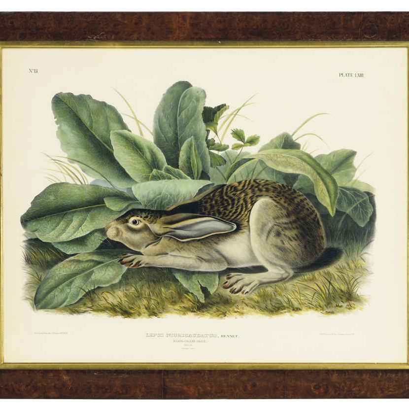John James Audubon — Чернохвостый заяц: одна тарелка