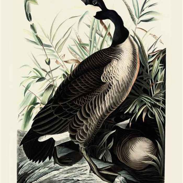 John James Audubon — Канадский гусь - Branta canadensis (фото CCI); и дикая индейка - Meleagris gallopavo (фото VI)