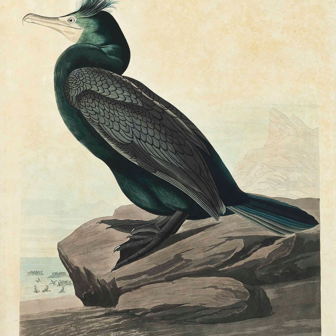 John James Audubon — Двугорбый баклан, Phalacrocorax Dilophus (пластинка CCLVII)