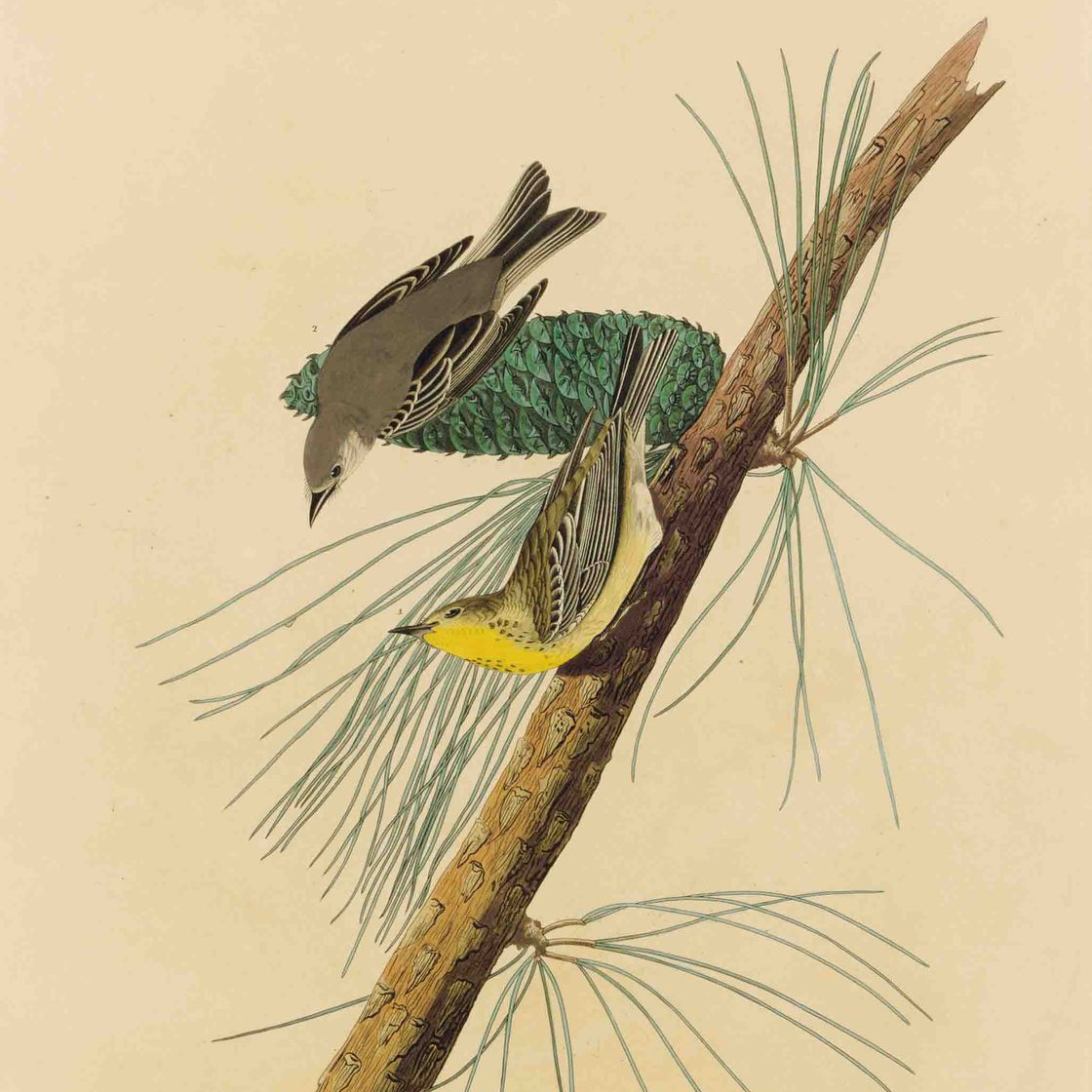 John James Audubon — Сосновая камышевка ползучая (пластинка CXL) Sylvia pinus