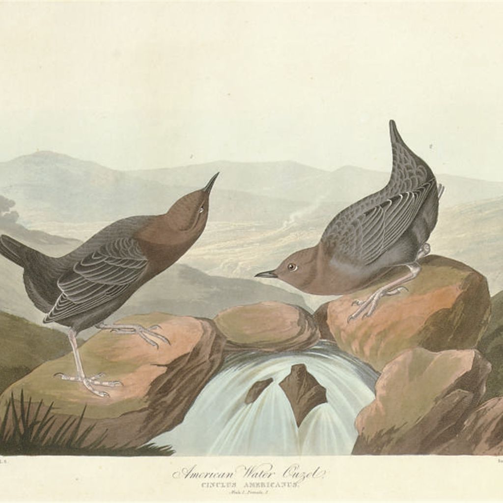 John James Audubon — Американский водяной узелок (CCCLXX) Cinclus americanus