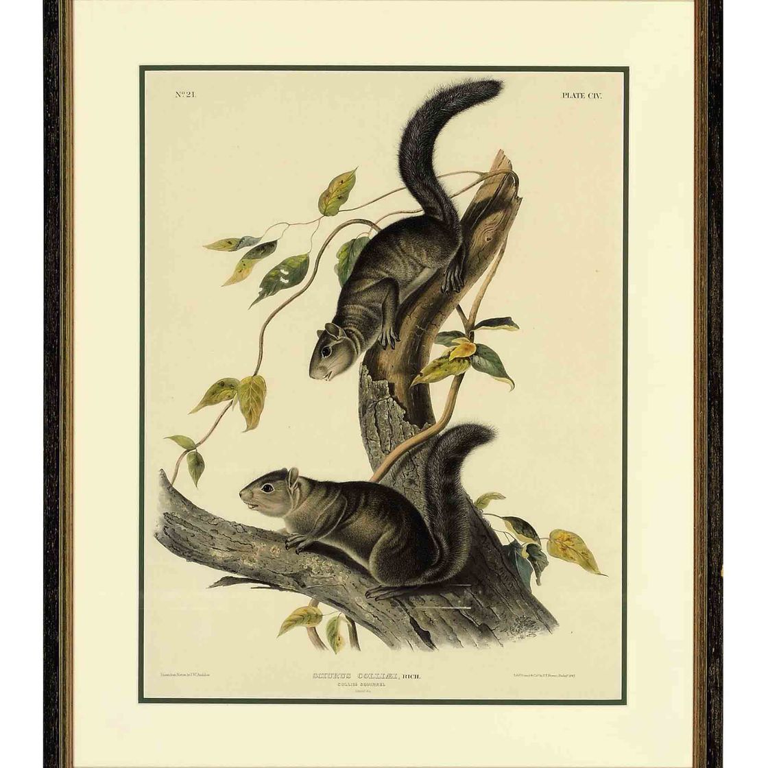 John James Audubon — Колли Сквирел