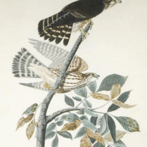 John James Audubon — Голубиный ястреб, самец 1.F.2.; и три сопутствующих пластины