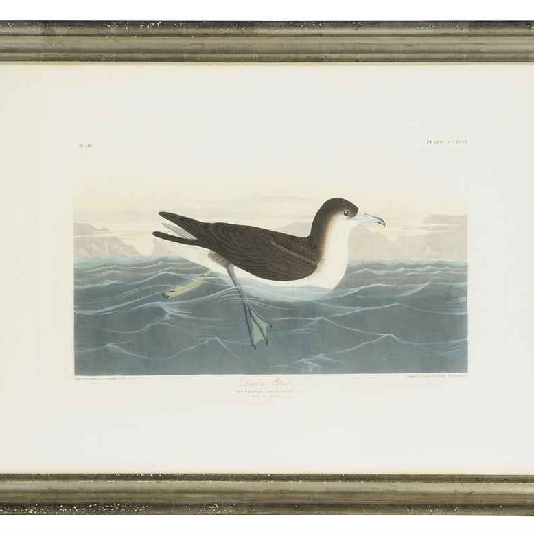 John James Audubon — Темный буревестник: одна тарелка