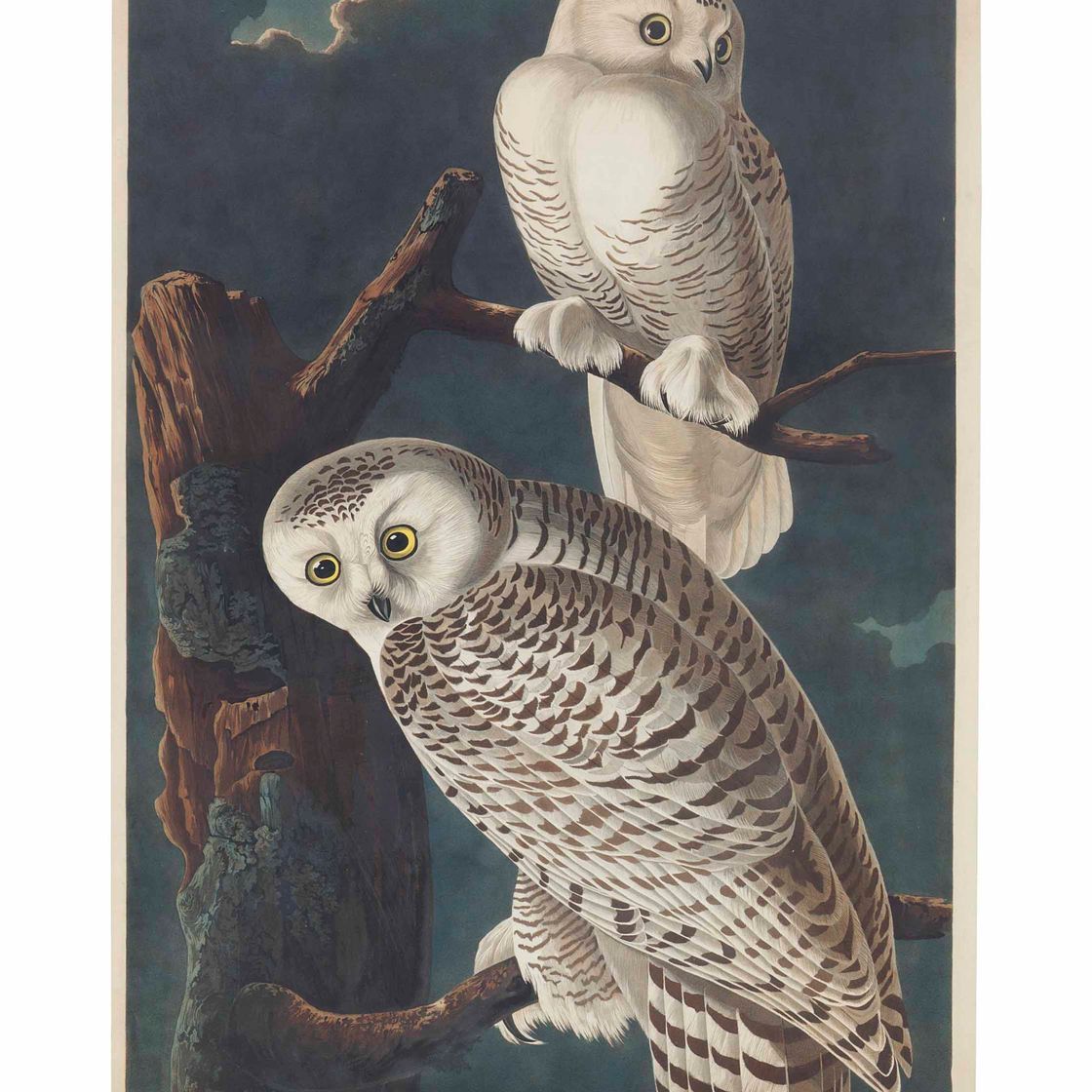 John James Audubon — Снежная сова (пластинка CXXI) Strix nyctea