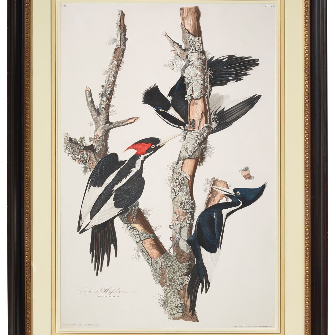 John James Audubon — Дятел с клювом цвета слоновой кости (фото 66) из коллекции птиц Америки Campehilus principalis, изображение 2