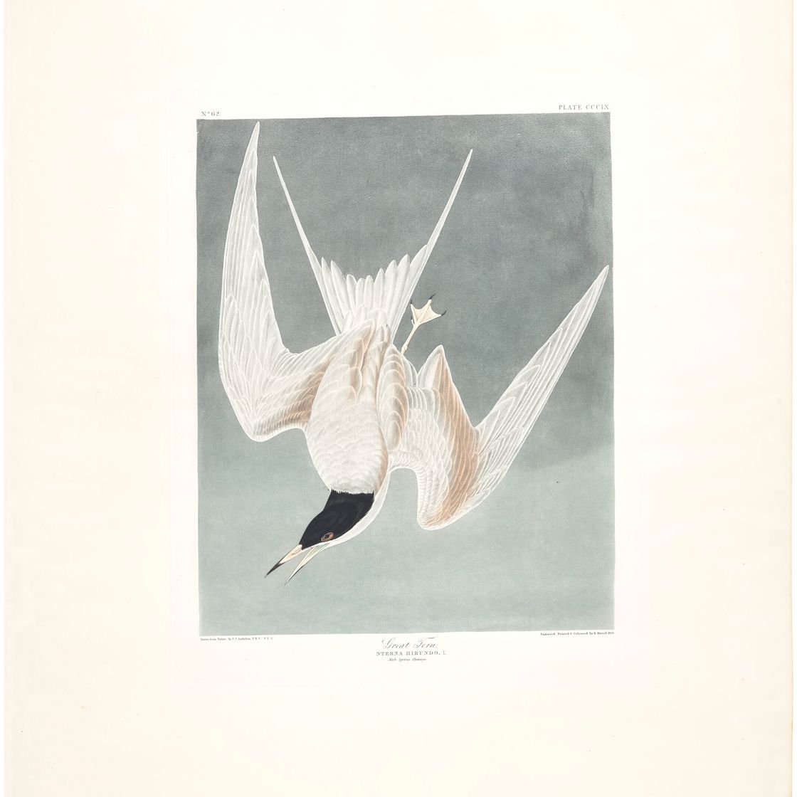 John James Audubon — Большая крачка (пластинка CCCIX)