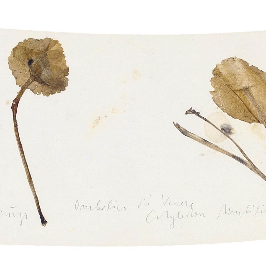 Joseph Beuys — Омбелико венерической семядоли Umbilicus Veneris