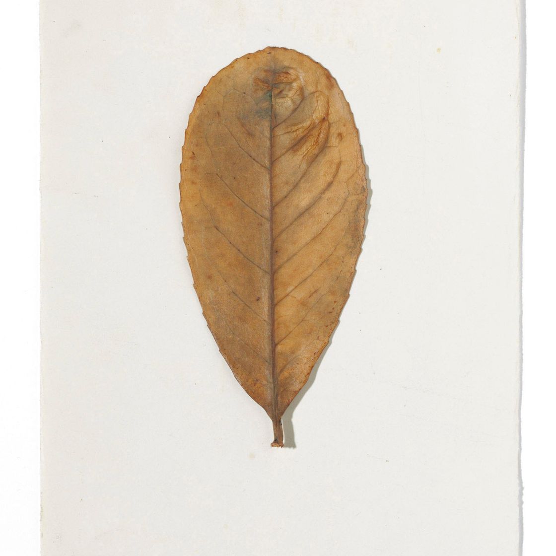 Joseph Beuys — Лавроцерасус