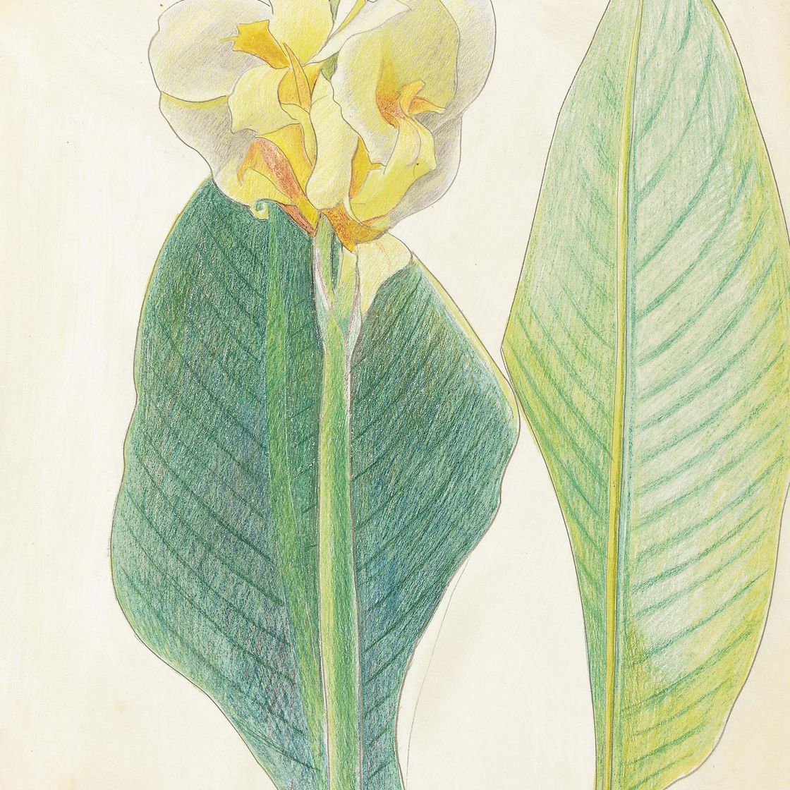 Joseph Stella — Канна с зелеными листьями