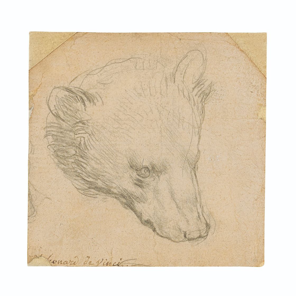 Leonardo da Vinci — Голова медведя, изображение 1