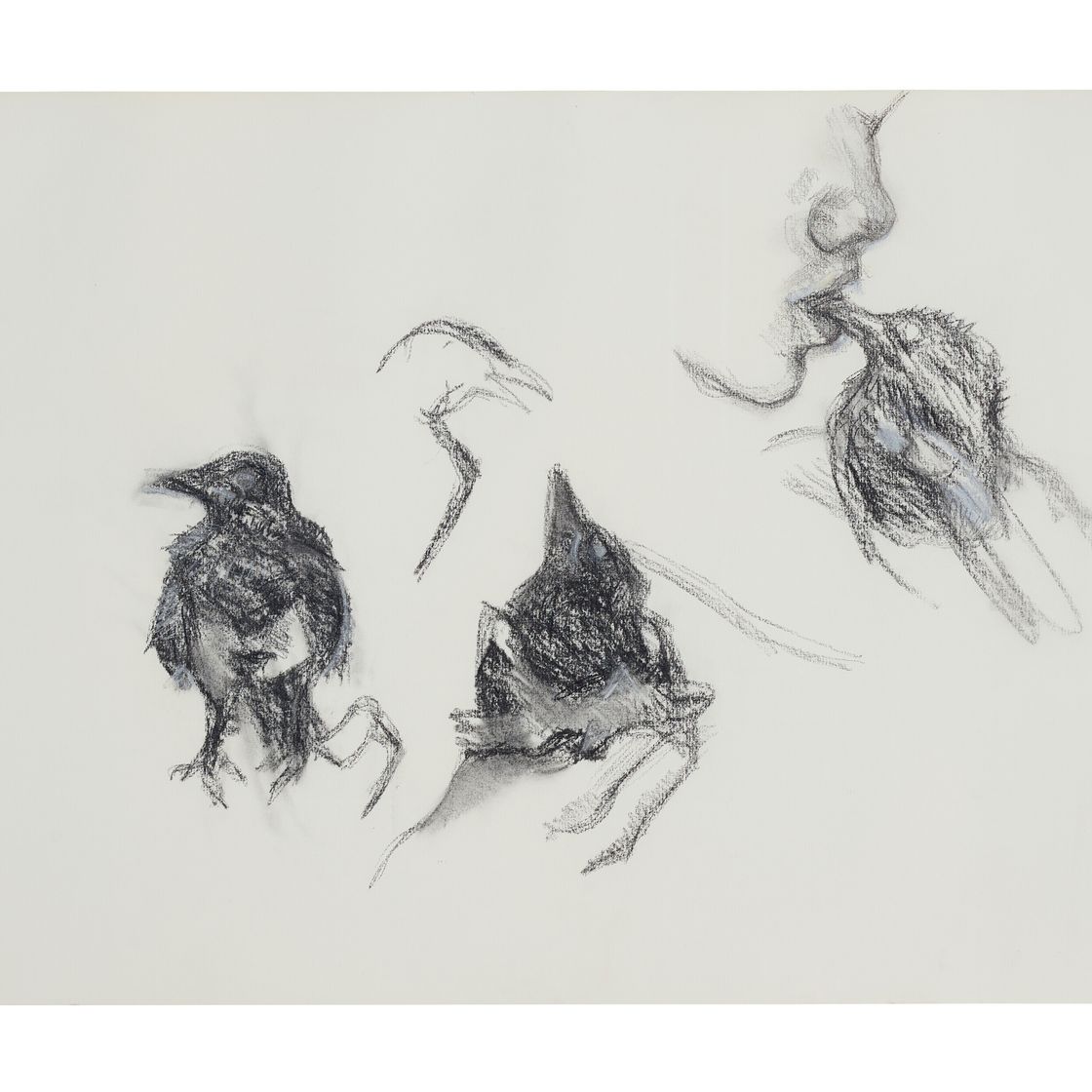 Lucian Freud — Молодая сорока, изображение 1