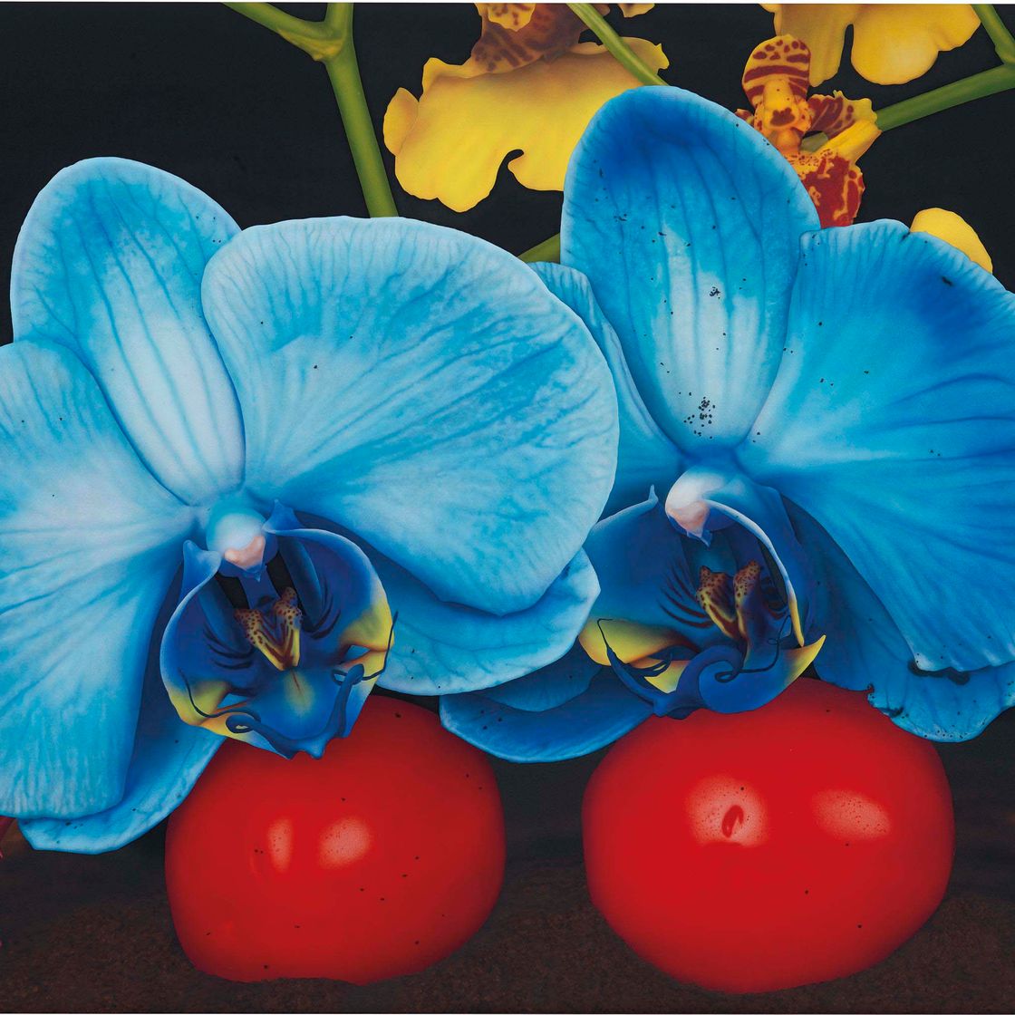 Marc Quinn — Под вулканом (Кирисима, Япония)