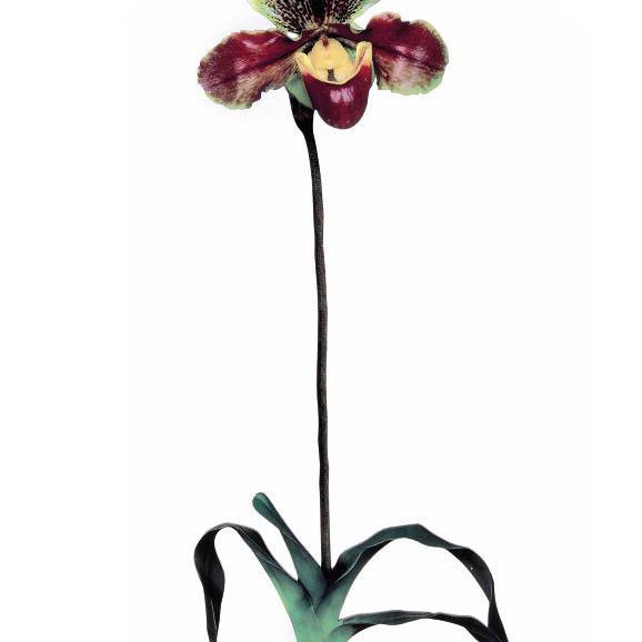 Marc Quinn — Орхидея