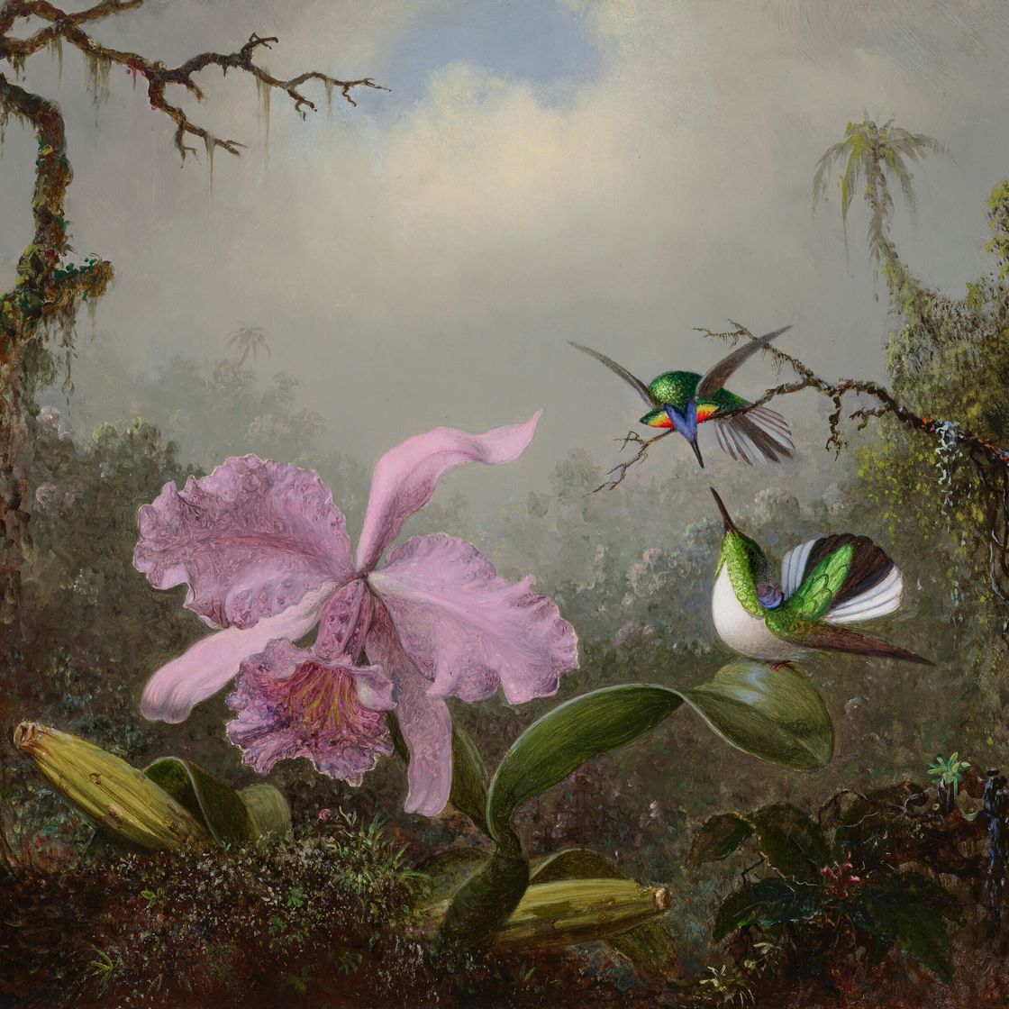 Martin Johnson Heade — Орхидея каттлея с двумя бразильскими колибри, изображение 1