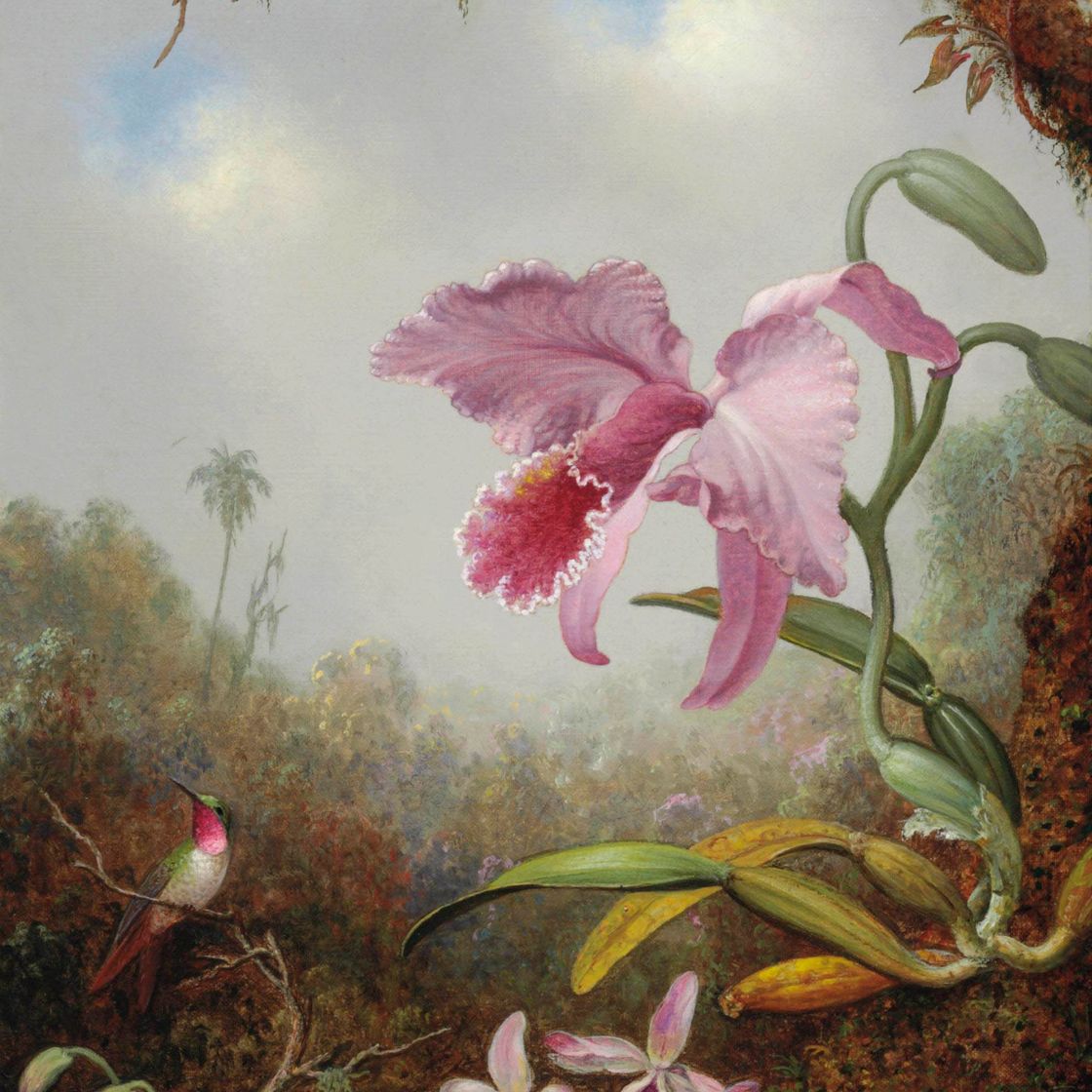 Martin Johnson Heade — Колибри и два вида орхидей