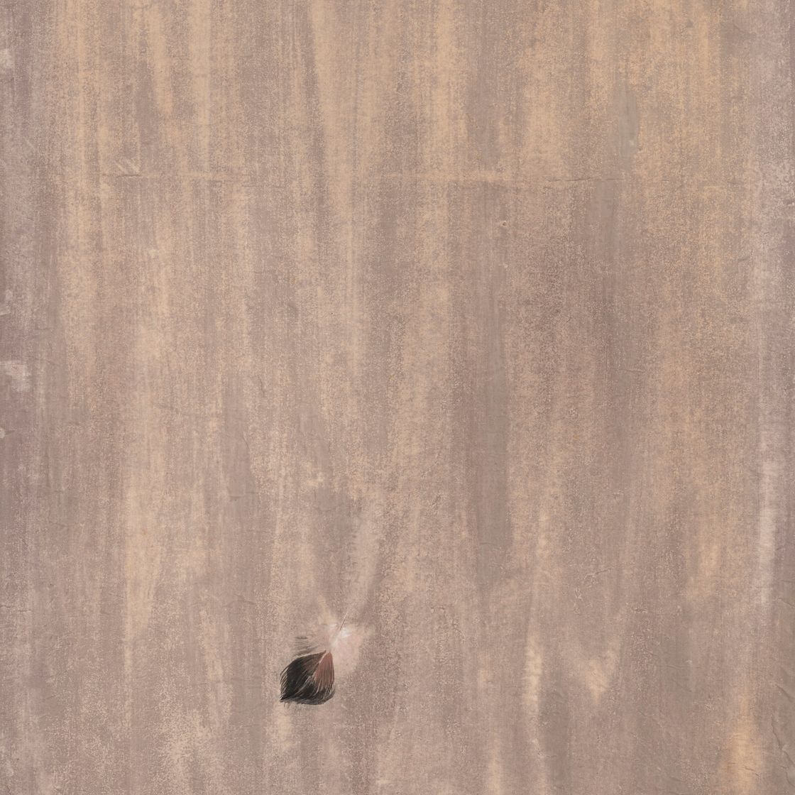 Morris Graves — Перо, изображение 1