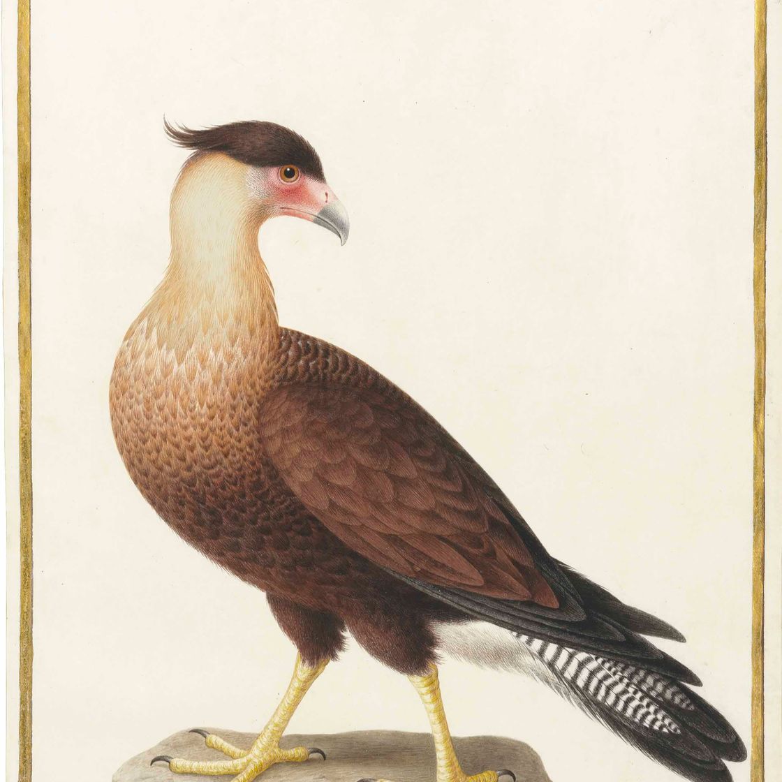 Nicolas Robert — Хохлатая каракара ( Polyborus plancus )